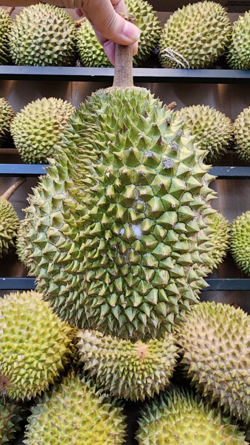 A whole MSW durian held up at the stall